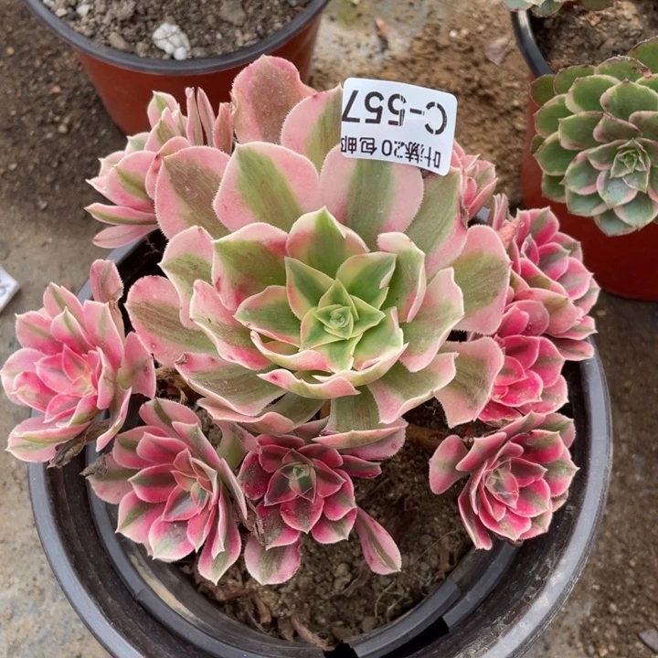 557粉女巫多肉123456789