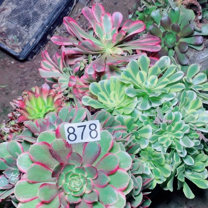 多肉植物组合878