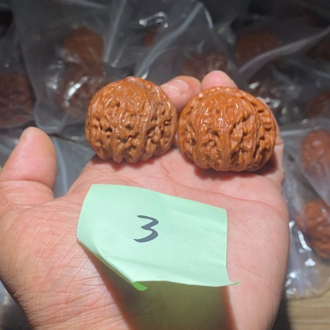 41白狮子。