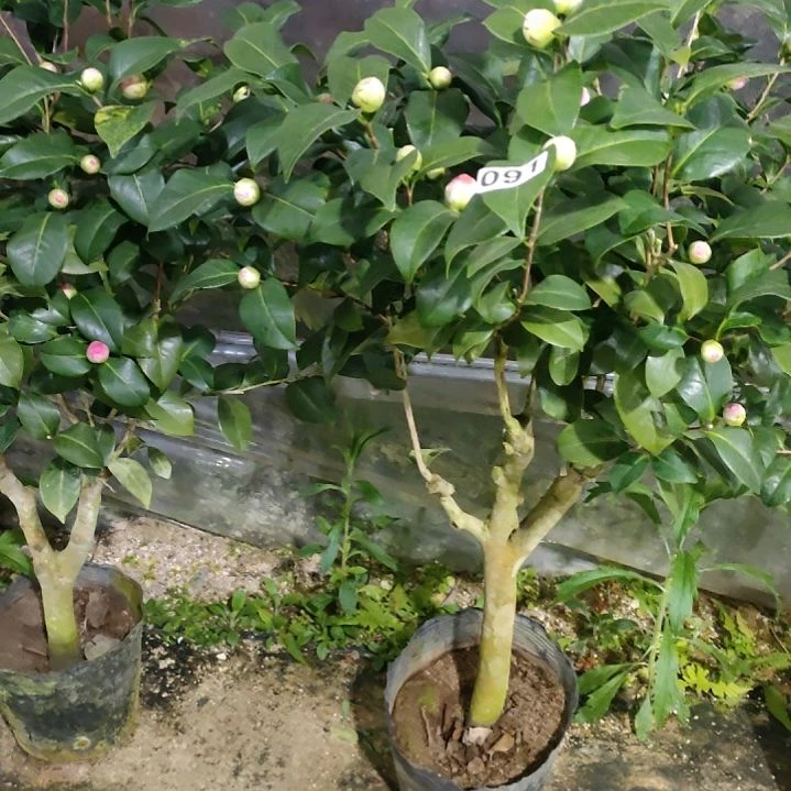 91康寿桃，原盆原土发货了