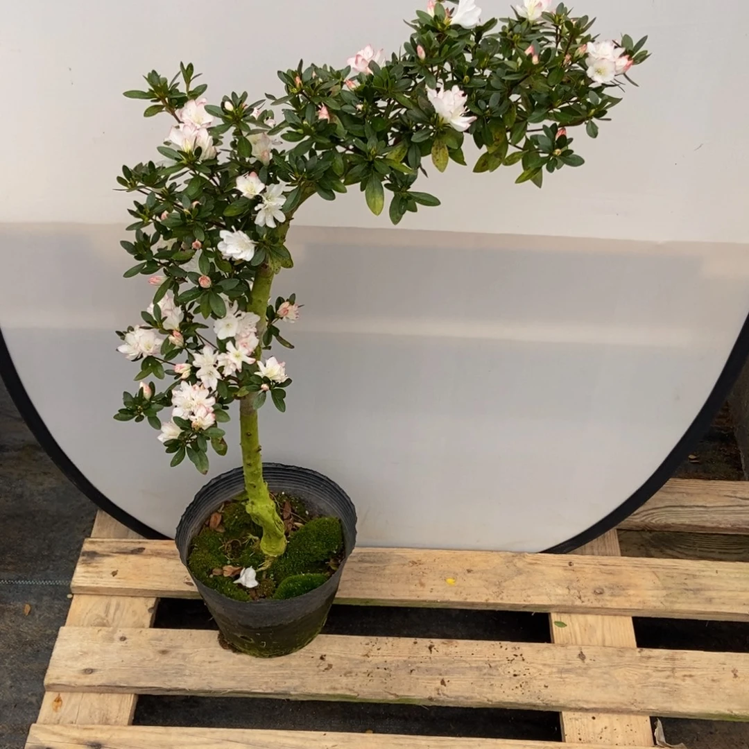 完全开放女王杜鹃花带花苞发货