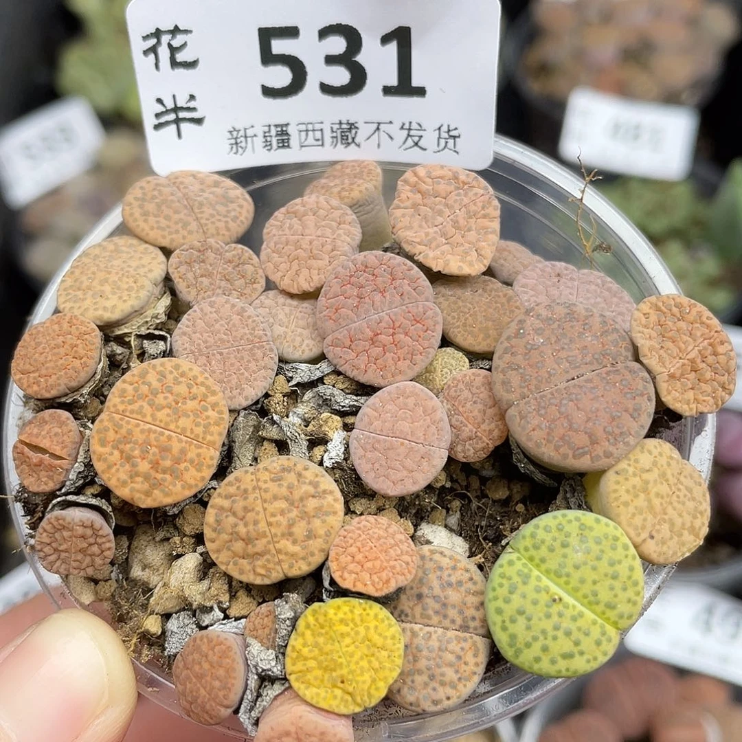 53100000花花花花花花