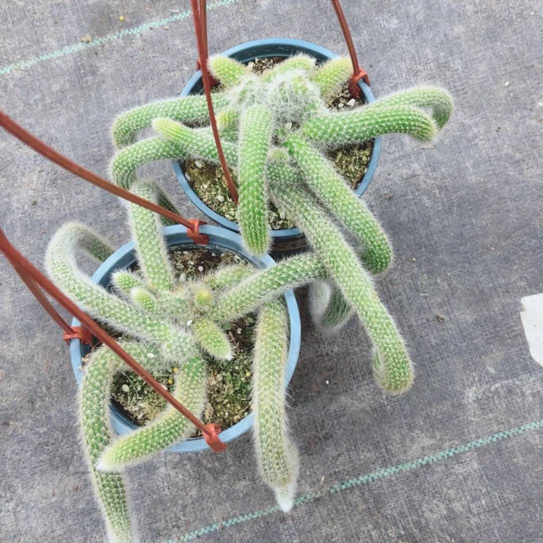 九尾狐包邮两颗包邮包邮包邮