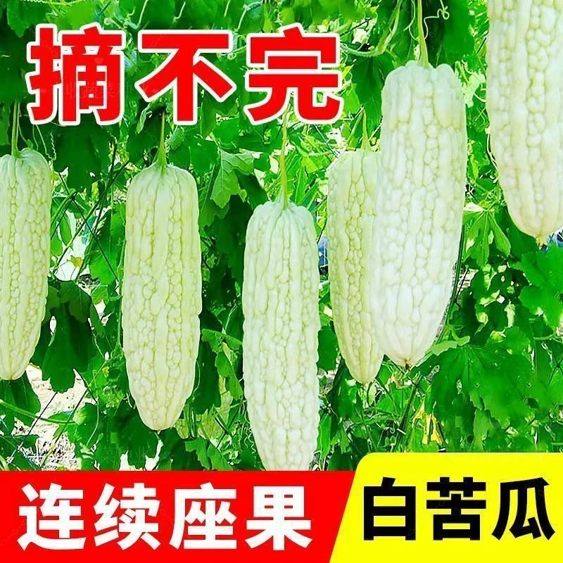 【白苦瓜种籽】一包也包邮