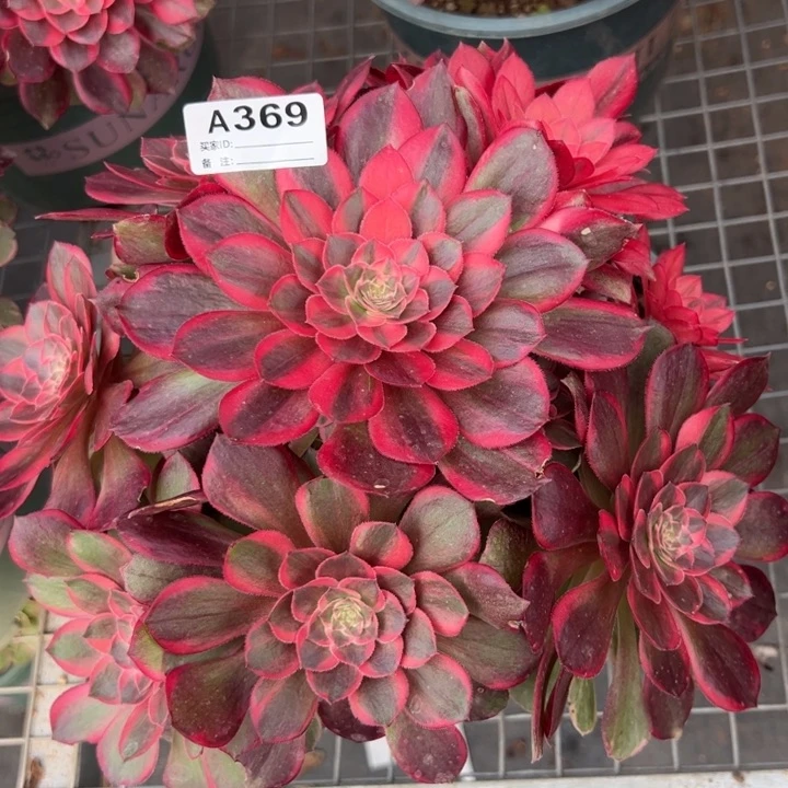 369黑魔锦22厘米左右