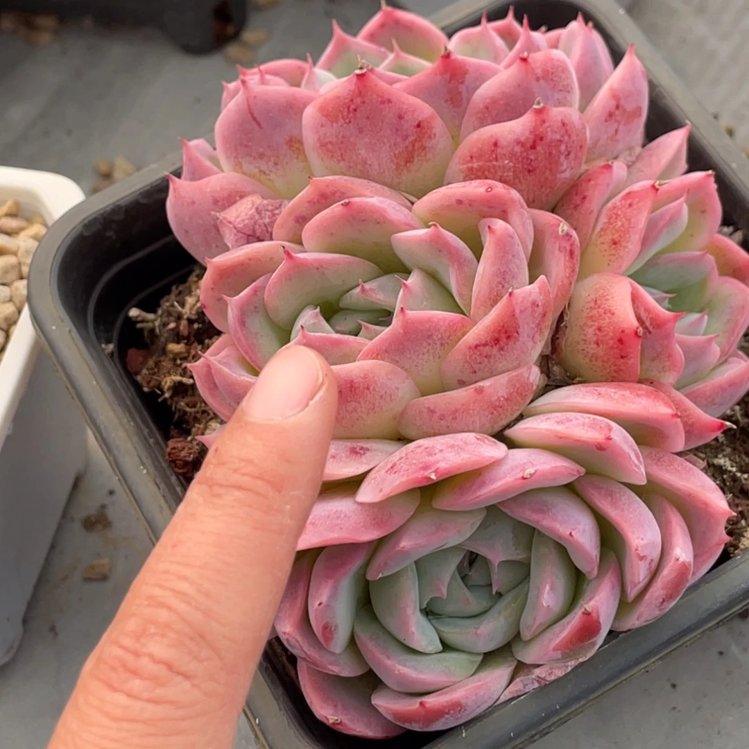 粉色孤星大四头13公分