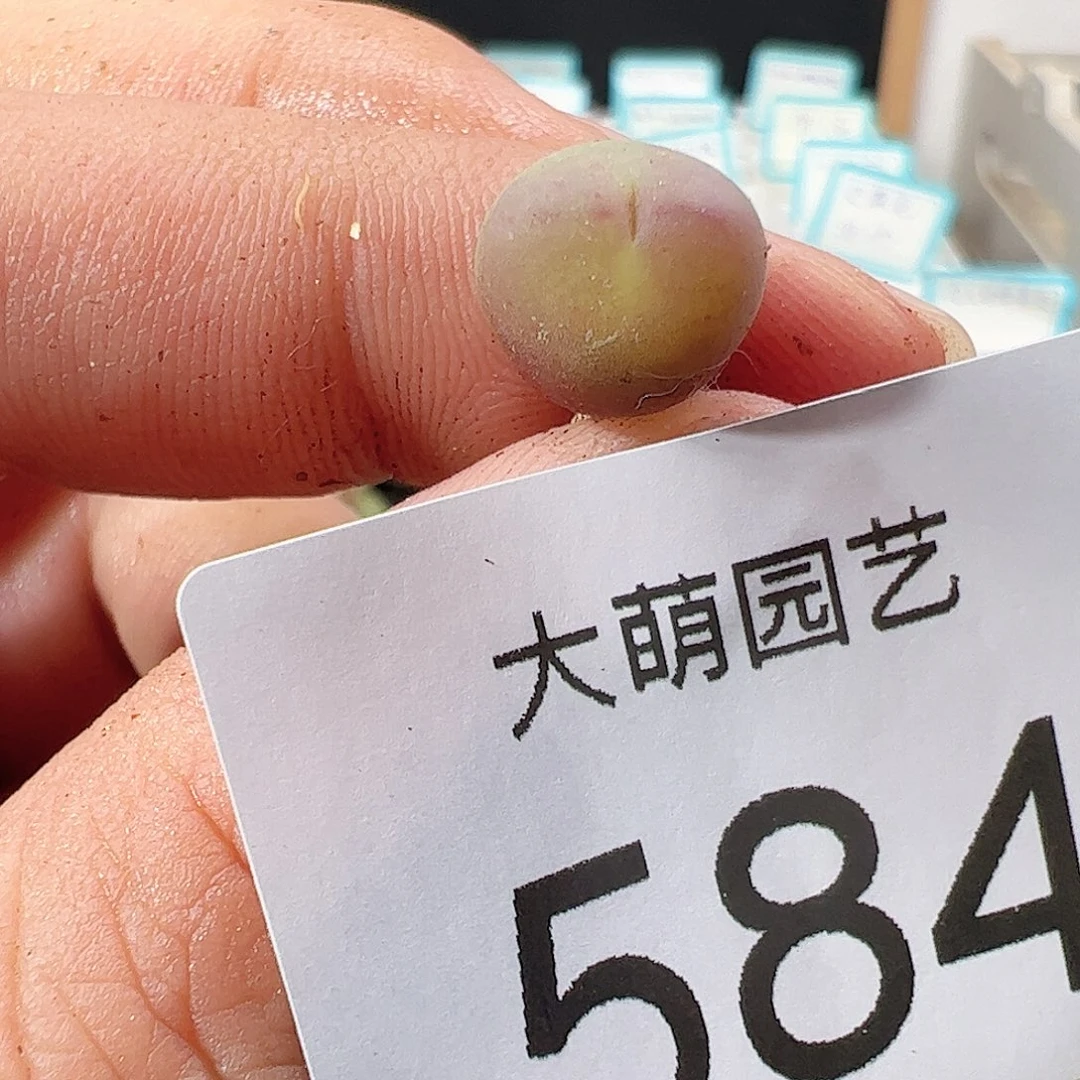 0000584 一物一拍……