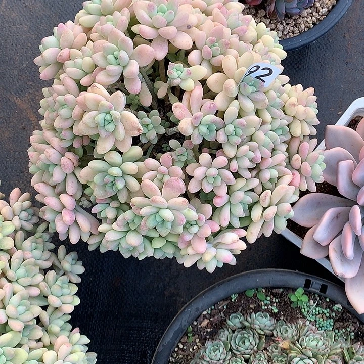 692蛋糕 一物一拍多肉