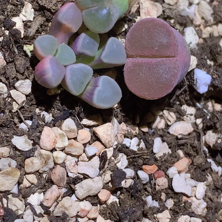 58898996689689688969