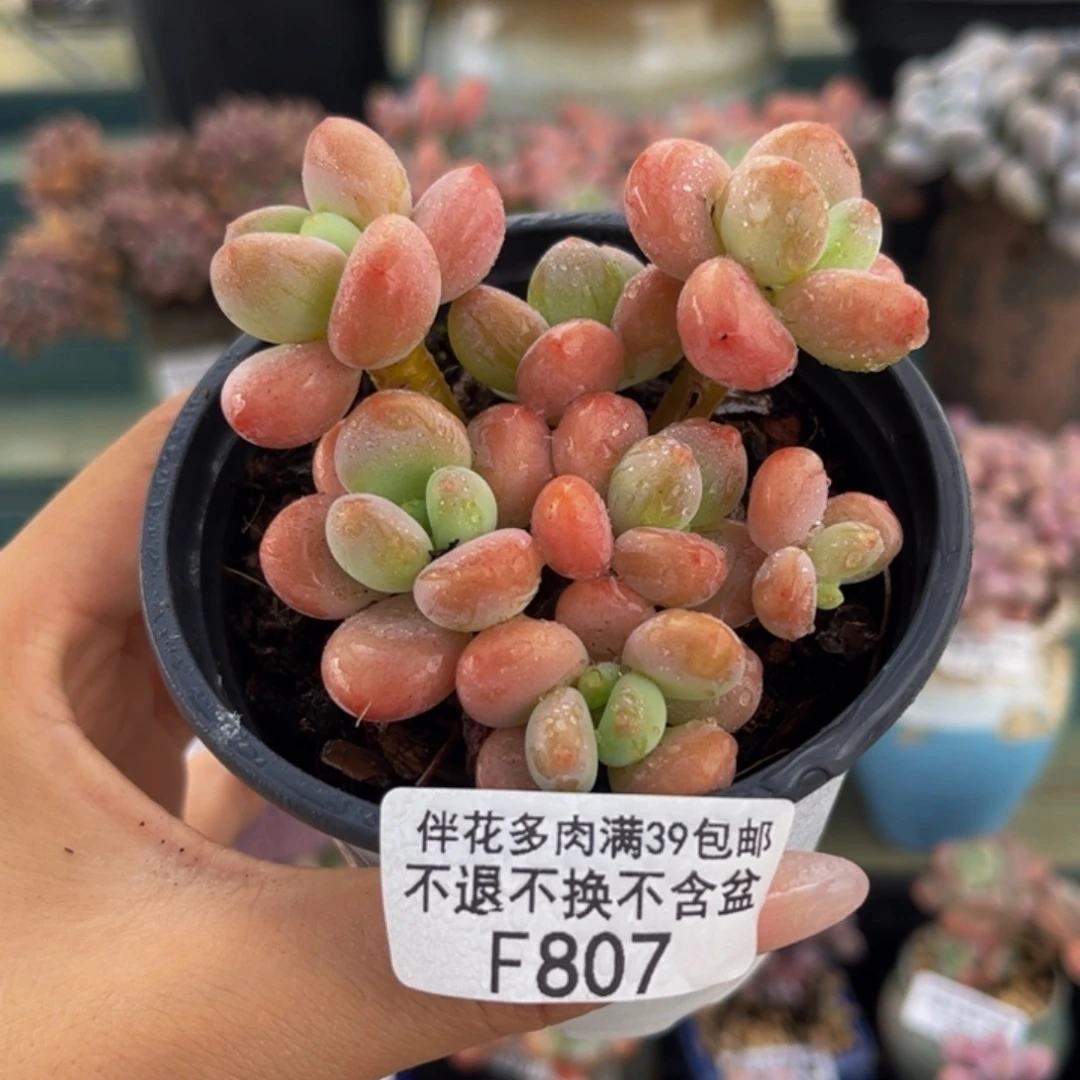 807-橘子香水洛神多肉6cm