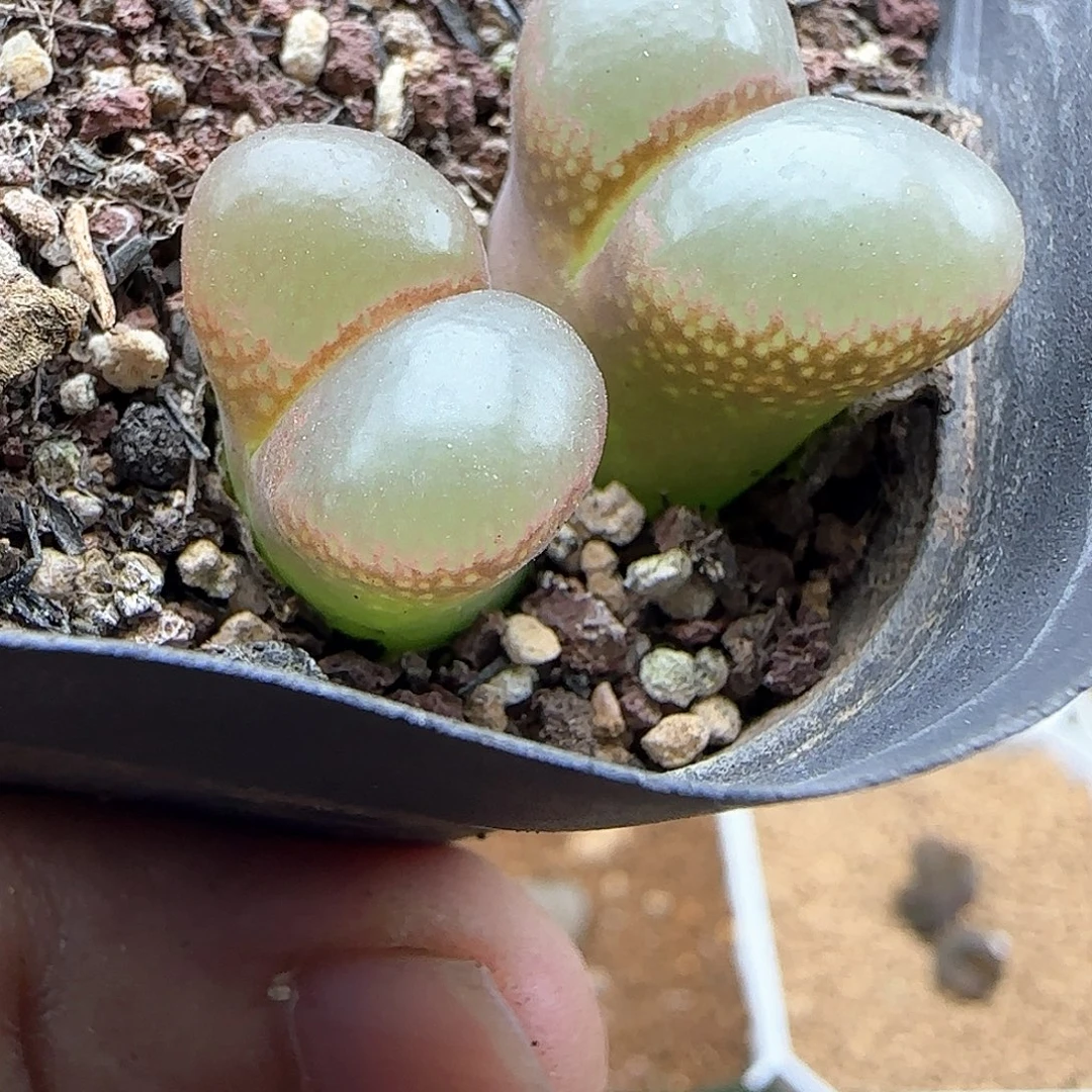 向***看哈哈哈哈哈哈哈哈46597