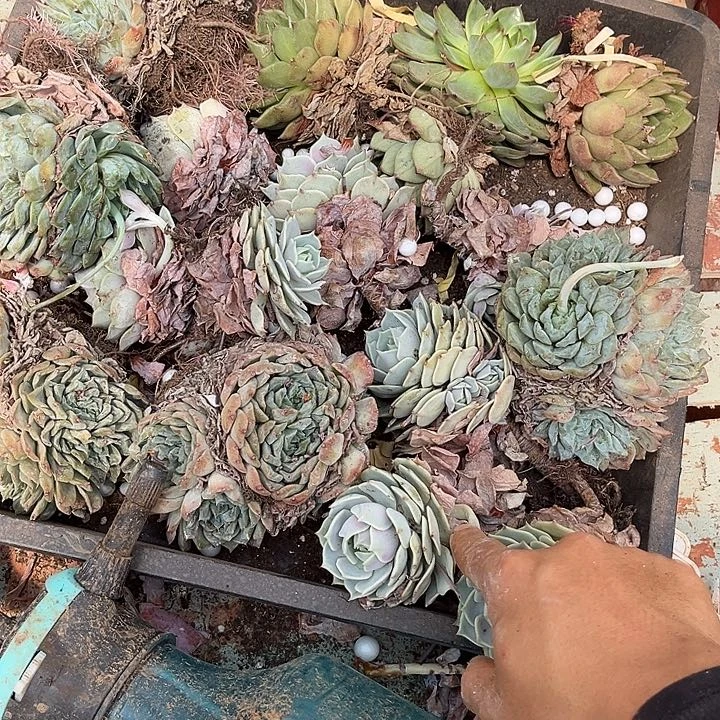 ƪ***雅月亮石一堆处理20多肉植物
