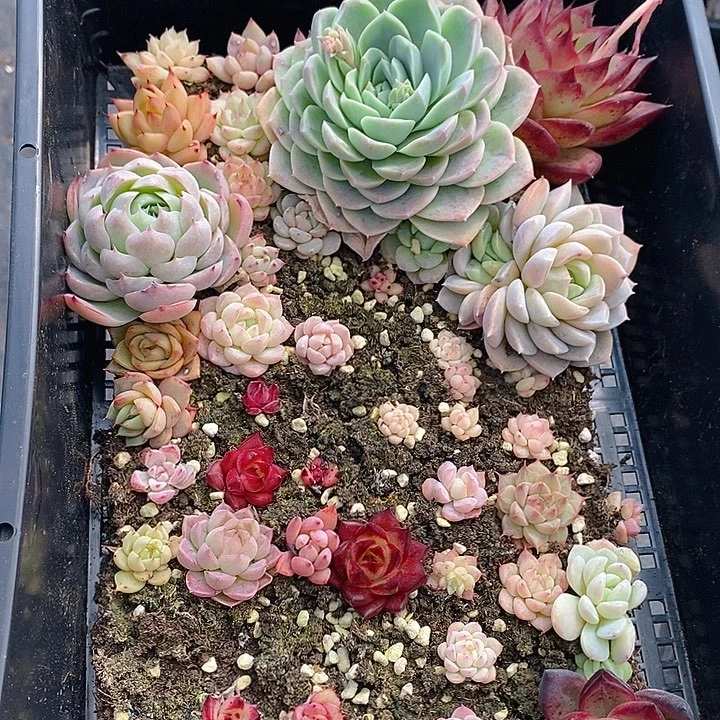 68 多肉植物盆栽花卉植物