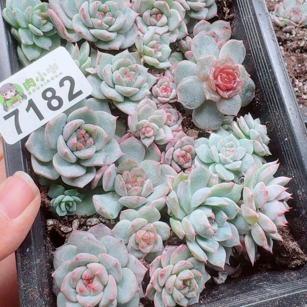 泡***x多肉植物多肉植物