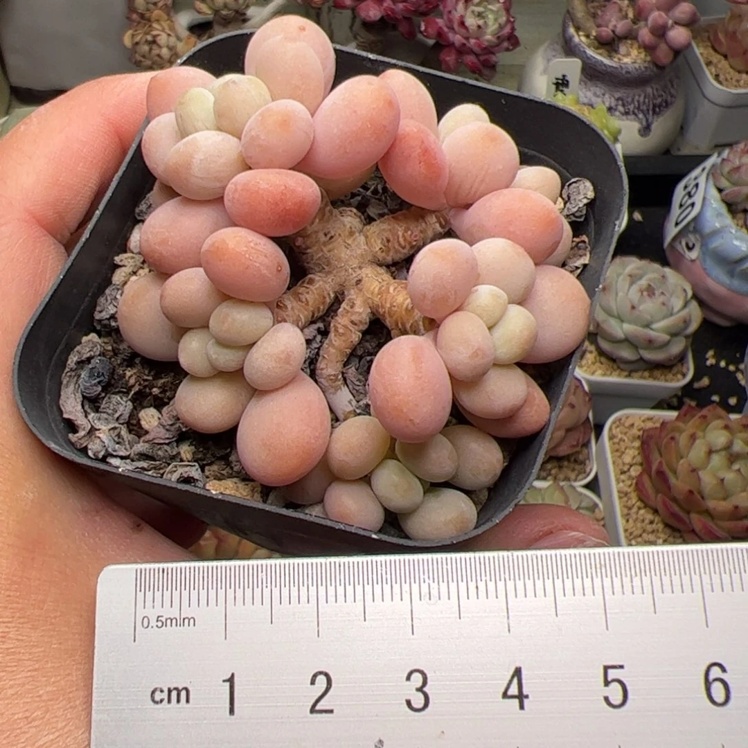 387 多肉植物组合盆栽