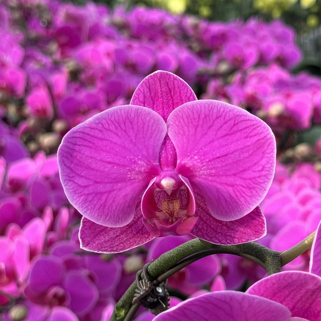 蝴蝶兰【福星】3.5寸杯带花带花苞发货