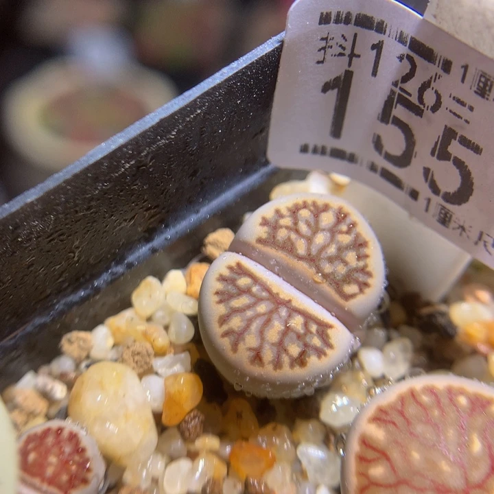 胖*精品生石花126.155