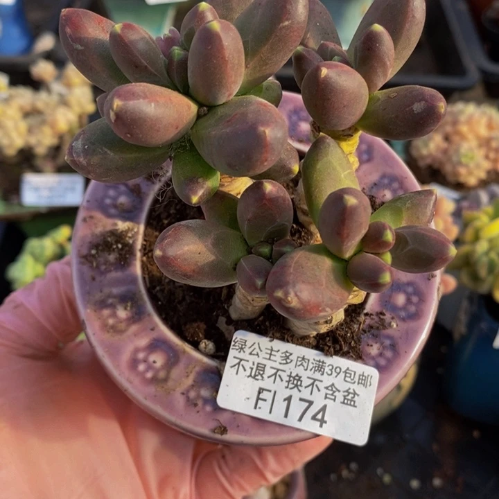 香蕉树老桩会掉叶7cm174多肉植物