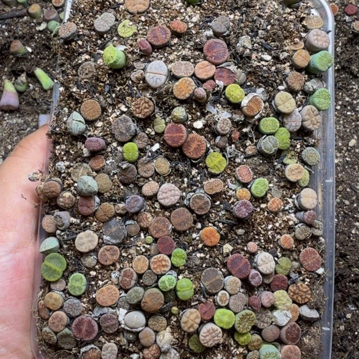 多肉植物的生长紫77