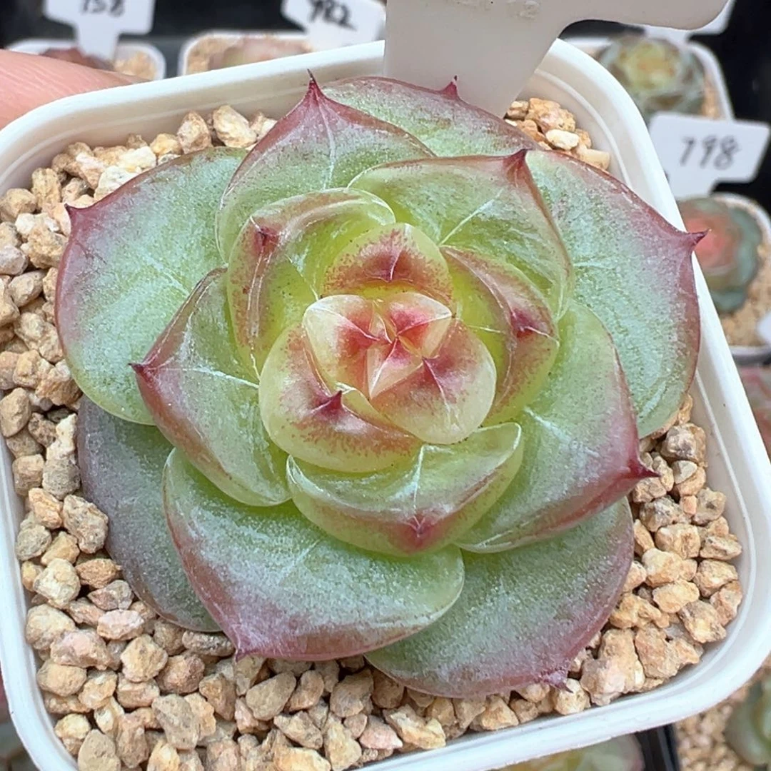 703号绿菩提 晗雨多肉