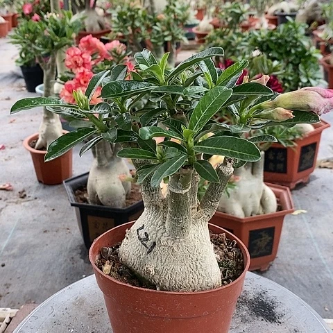 【闪购商品】无花朵映*红绿植