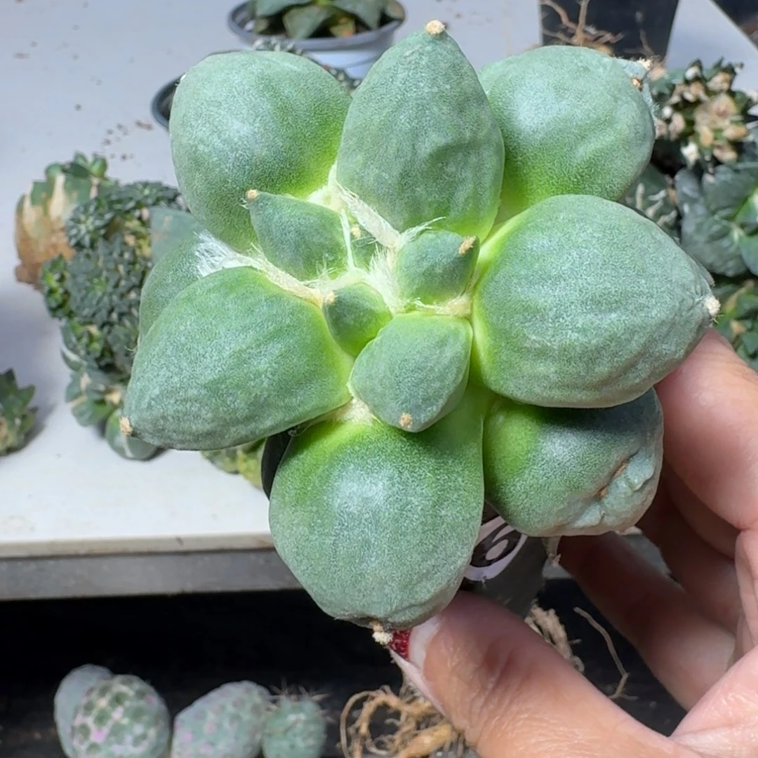 【闪购商品】无花朵往****）大型丸尤656
