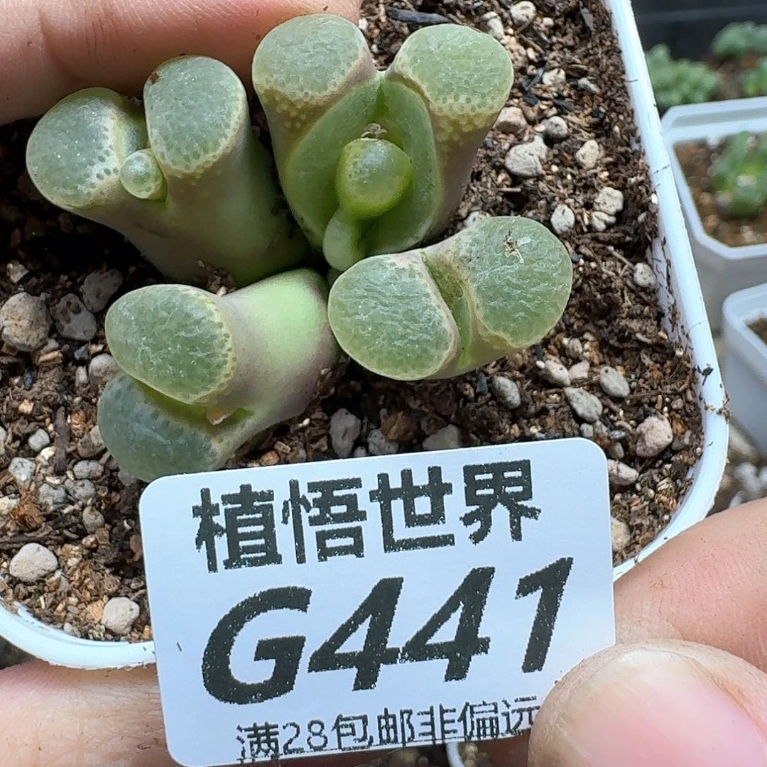 多肉植物的人生fghn