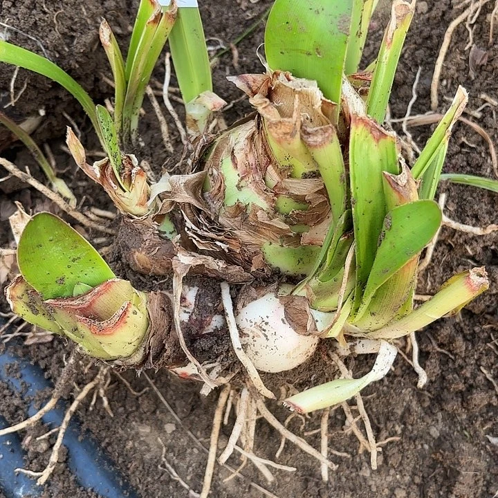 辛*杂交大坨开花无售后5096