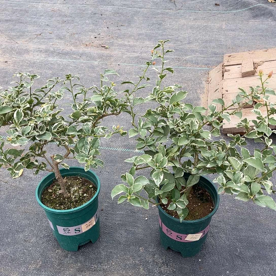 当前无花栽培后可以开花【少女心一颗】随机发货福利款不售后