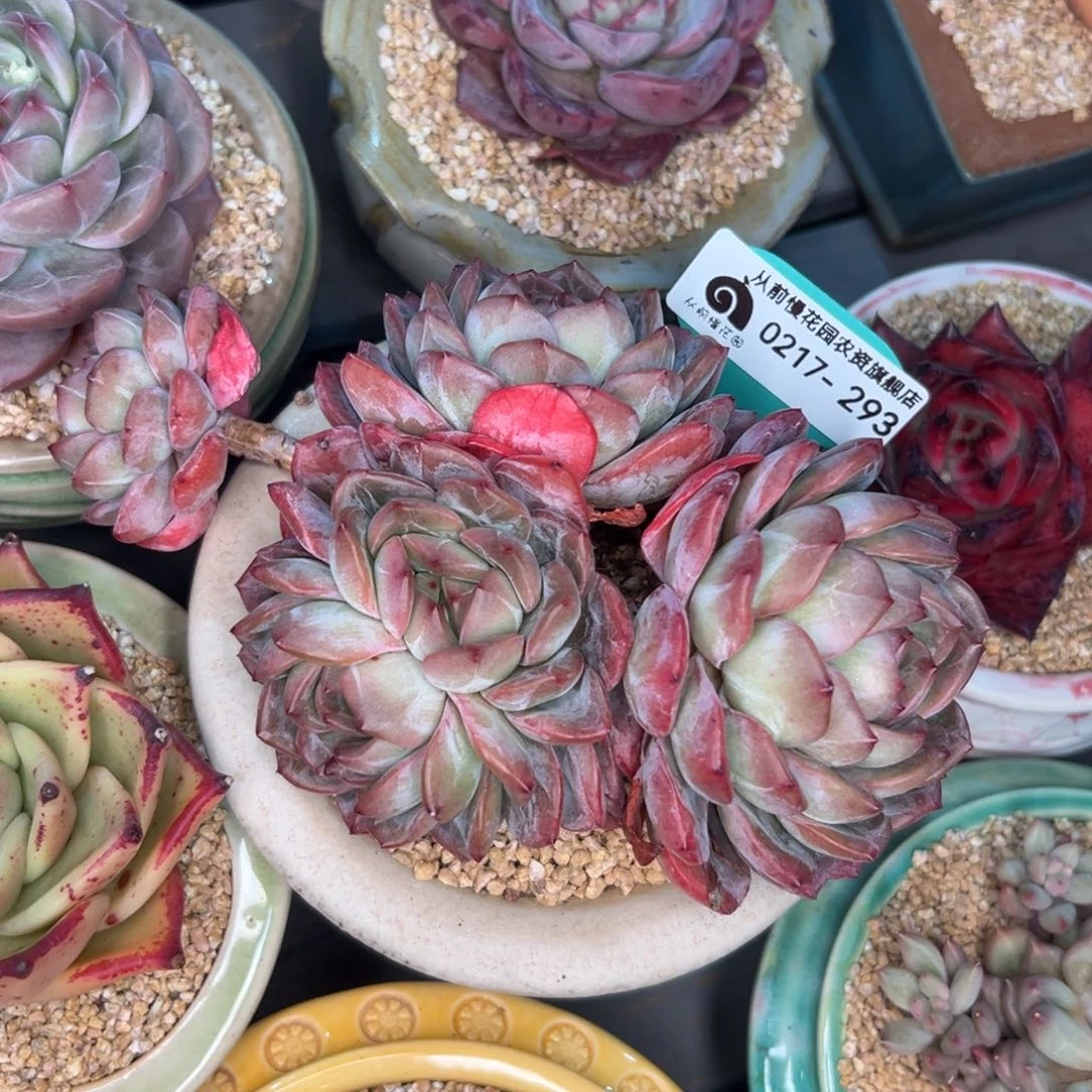 多肉一物一拍0217-293