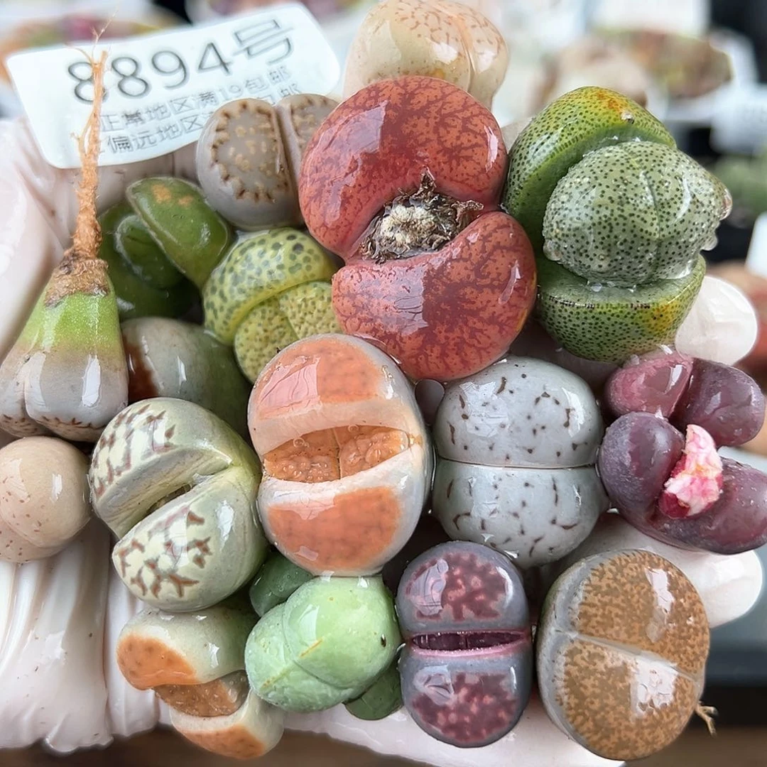 好养易活生石花大母本8894共17颗