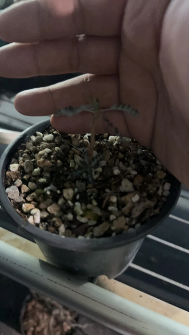 索科特拉乳香 多肉植物