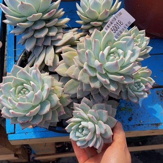 被****挞粉蓝鸟50015多肉