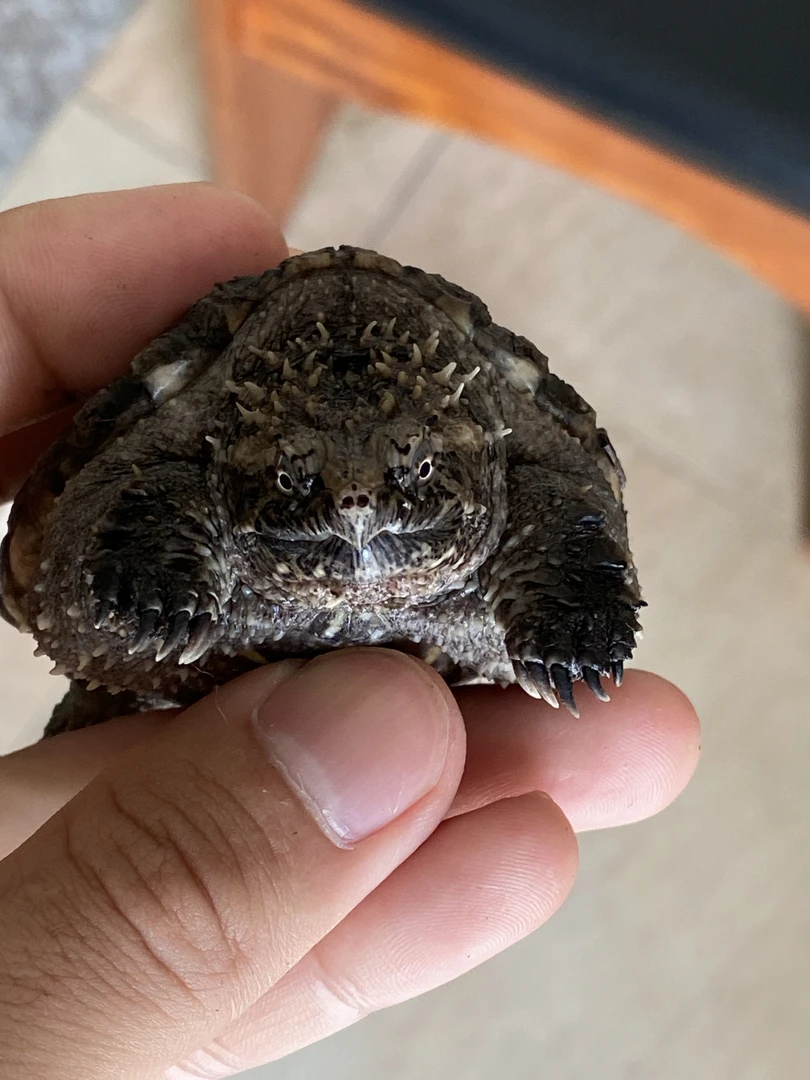 纯佛鳄亚成观赏龟