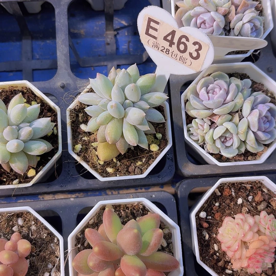 E463哥特萝莉缀一物一拍