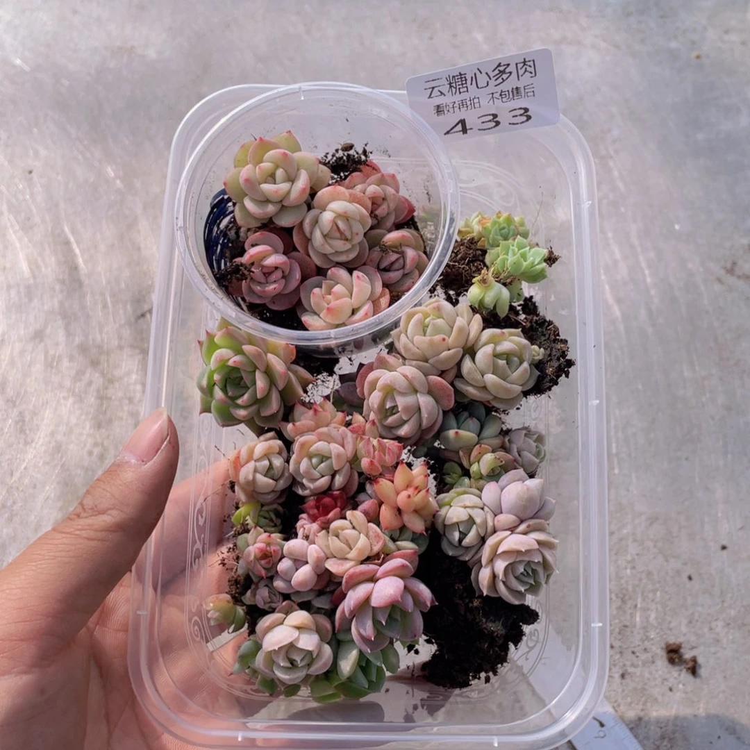 云糖心多肉植物433