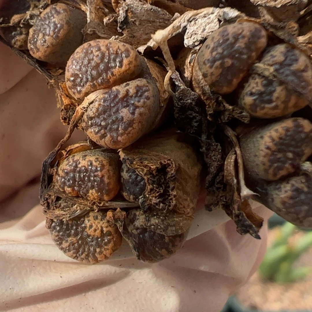 560 好看的多肉冲冲冲q