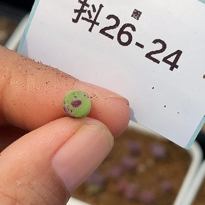 逗***逗26-24肉锥多肉植物
