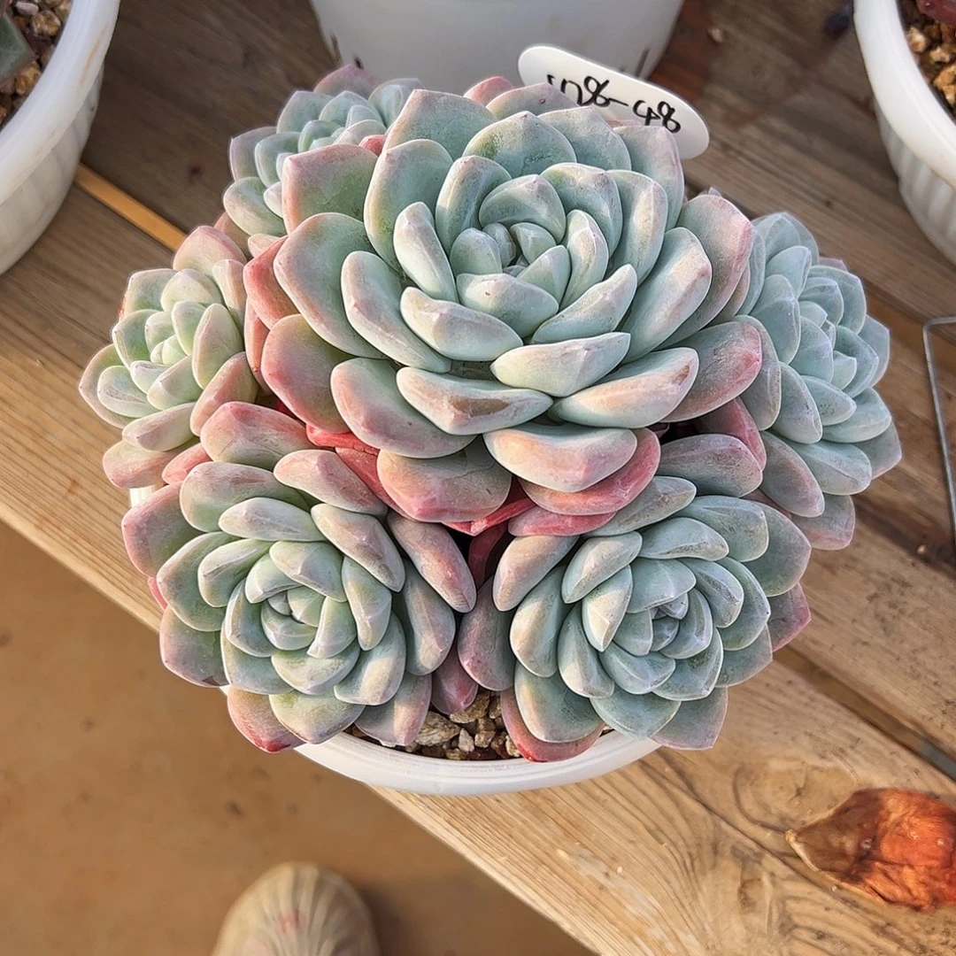 @***英1128-48冰玉群。。。。。