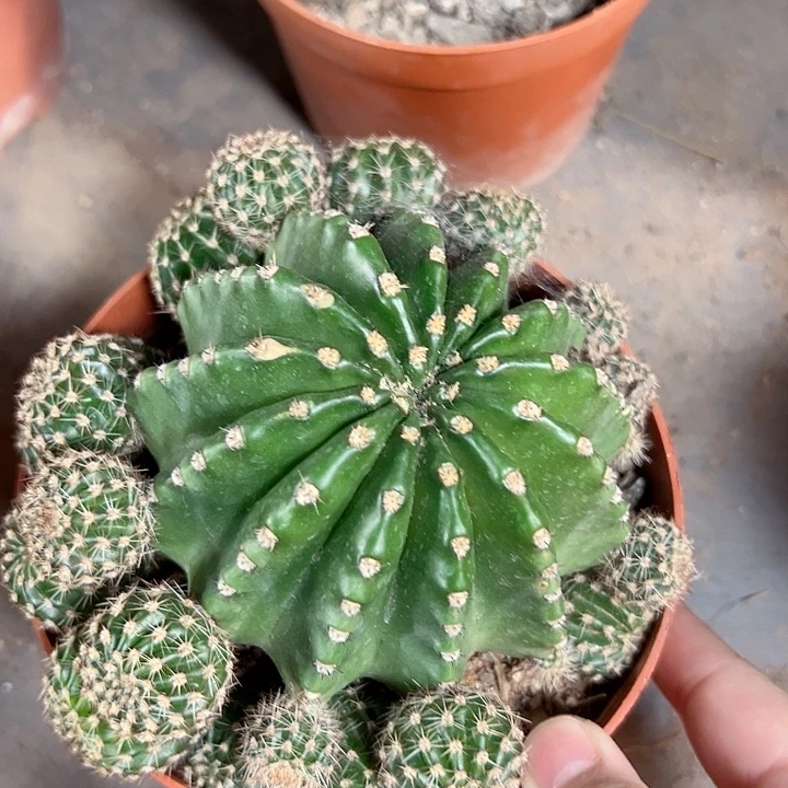 浓桃筋落地随机一颗