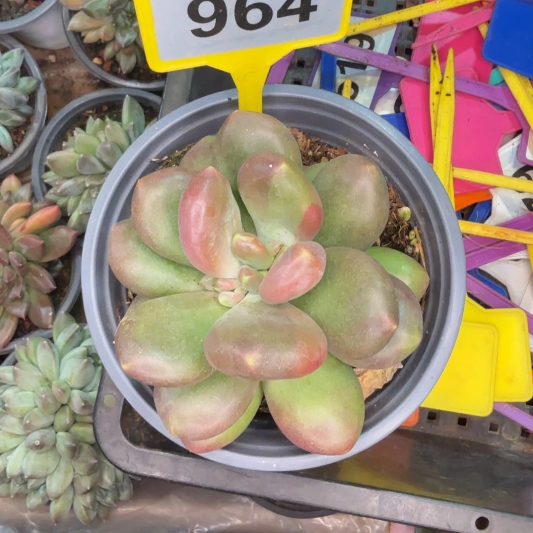 l***.多肉植物南非王子964