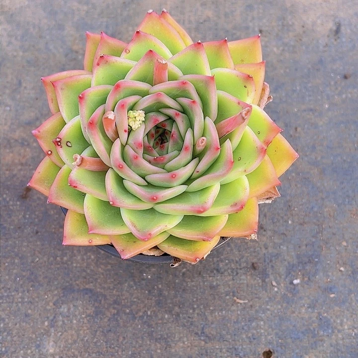 付东云，多肉植物