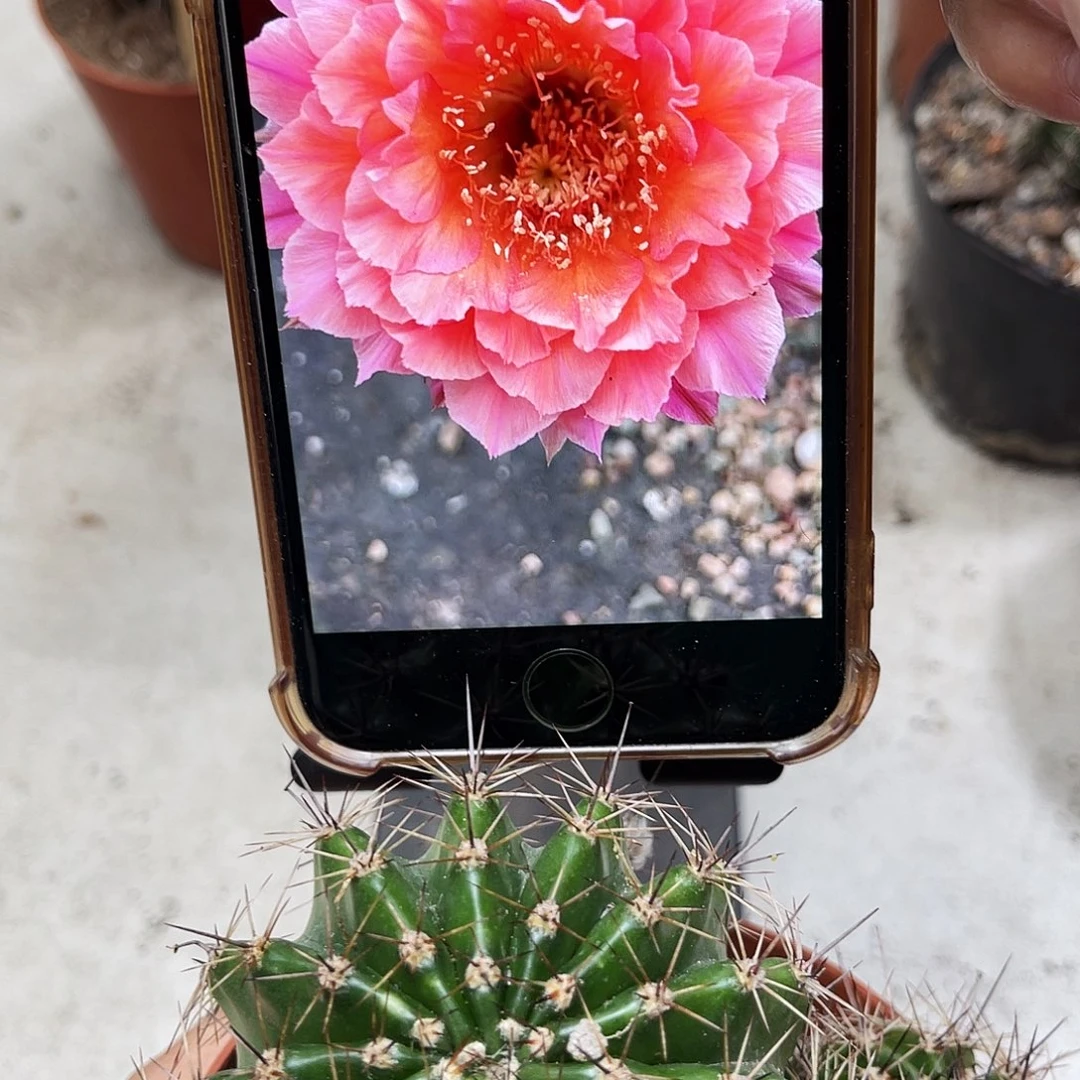 彩草58号7.5公分左右