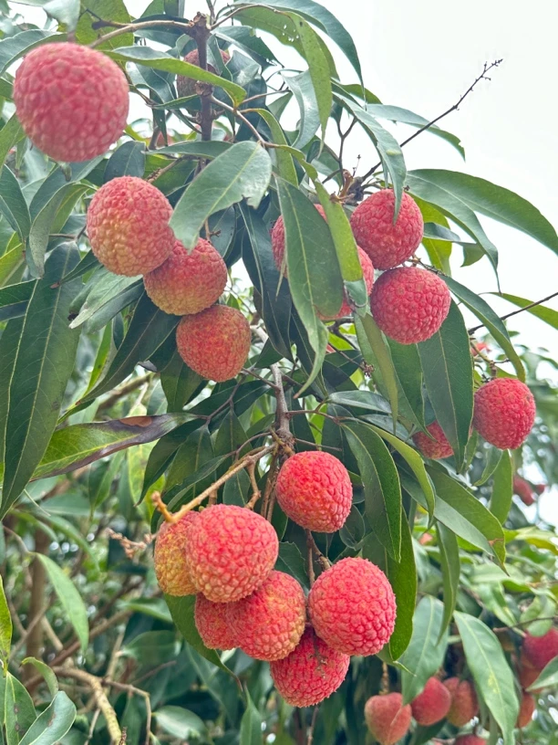广东茂名电白黑叶荔枝新鲜现摘当季应季水果冷链配送