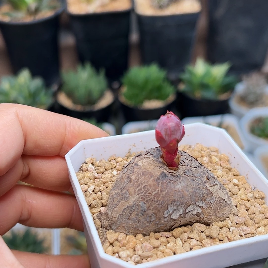 玫瑰大戟实生4.5cm