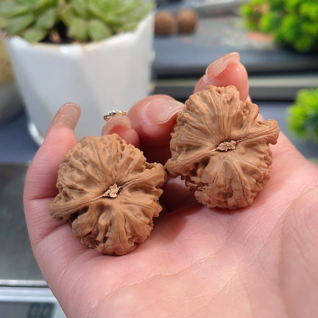 文玩核桃把件白狮子30 S6号