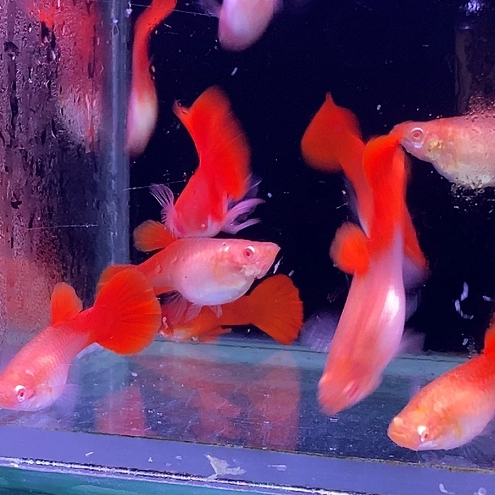 孔雀鱼压成紫麟血红20条