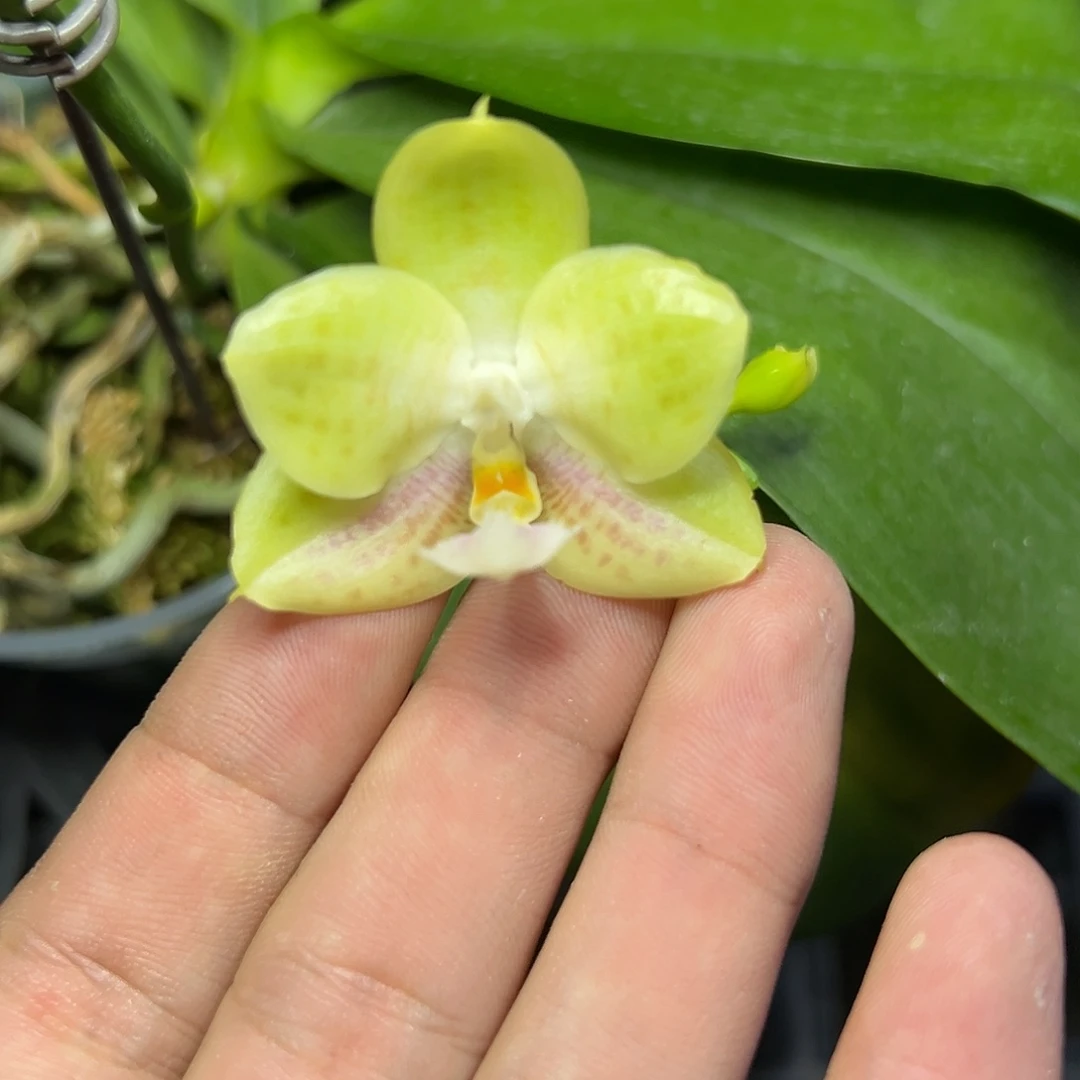 完全开放l079三寸ys1145