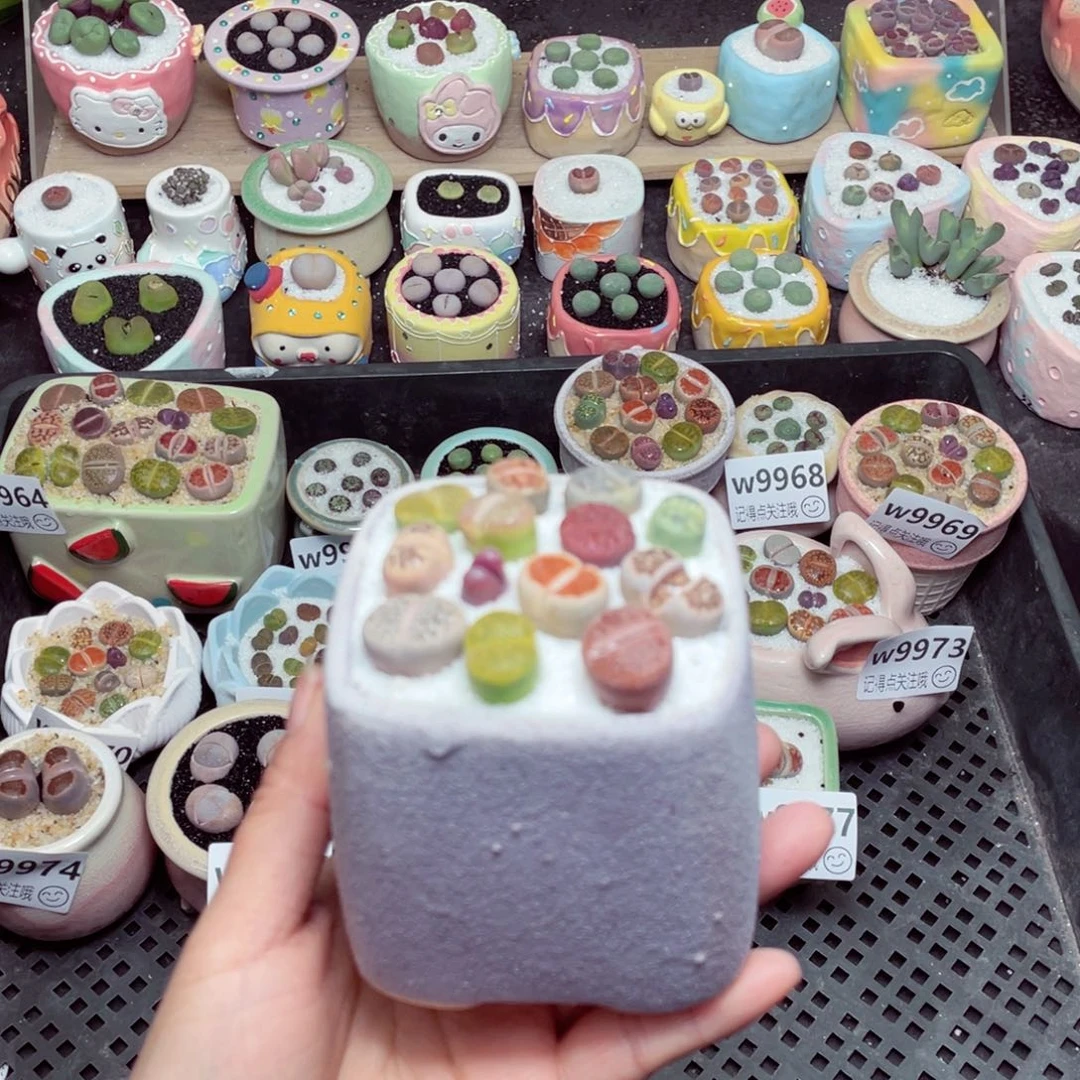 w9978 -零下地区拍保温箱-15支持寄养