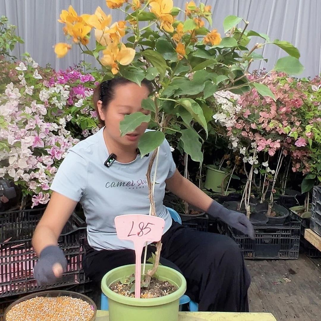 心***姐当前无花栽培后可以开花L85金色光辉